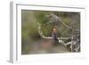 African Hoopoe 02-Bob Langrish-Framed Photographic Print