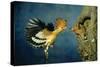 African Hoopoe in Flight Feeding Brooding Partner-null-Stretched Canvas