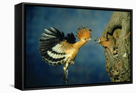 African Hoopoe in Flight Feeding Brooding Partner-null-Framed Stretched Canvas