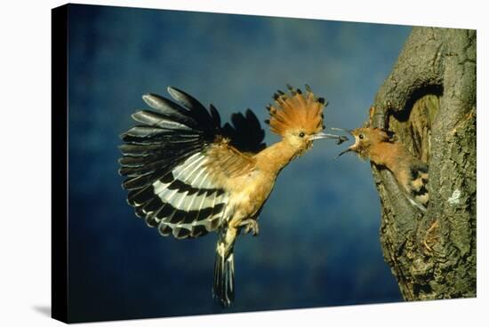 African Hoopoe in Flight Feeding Brooding Partner-null-Stretched Canvas