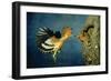 African Hoopoe in Flight Feeding Brooding Partner-null-Framed Photographic Print