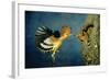 African Hoopoe in Flight Feeding Brooding Partner-null-Framed Photographic Print