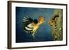 African Hoopoe in Flight Feeding Brooding Partner-null-Framed Photographic Print