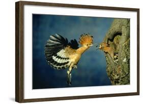 African Hoopoe in Flight Feeding Brooding Partner-null-Framed Photographic Print