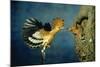 African Hoopoe in Flight Feeding Brooding Partner-null-Mounted Photographic Print