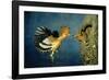 African Hoopoe in Flight Feeding Brooding Partner-null-Framed Photographic Print