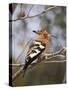 African Hoopoe, Kruger National Park, South Africa, Africa-James Hager-Stretched Canvas