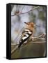 African Hoopoe, Kruger National Park, South Africa, Africa-James Hager-Framed Stretched Canvas