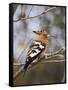 African Hoopoe, Kruger National Park, South Africa, Africa-James Hager-Framed Stretched Canvas