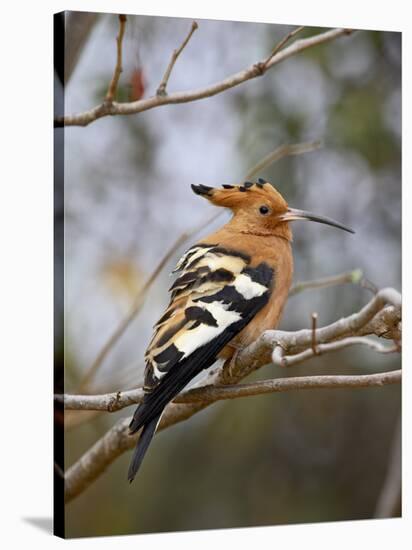 African Hoopoe, Kruger National Park, South Africa, Africa-James Hager-Stretched Canvas