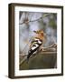 African Hoopoe, Kruger National Park, South Africa, Africa-James Hager-Framed Photographic Print