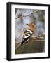 African Hoopoe, Kruger National Park, South Africa, Africa-James Hager-Framed Photographic Print