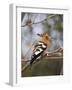 African Hoopoe, Kruger National Park, South Africa, Africa-James Hager-Framed Photographic Print