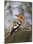 African Hoopoe, Kruger National Park, South Africa, Africa-James Hager-Mounted Photographic Print