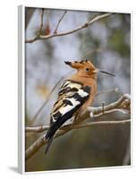 African Hoopoe, Kruger National Park, South Africa, Africa-James Hager-Framed Photographic Print