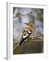 African Hoopoe, Kruger National Park, South Africa, Africa-James Hager-Framed Photographic Print