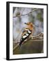 African Hoopoe, Kruger National Park, South Africa, Africa-James Hager-Framed Photographic Print