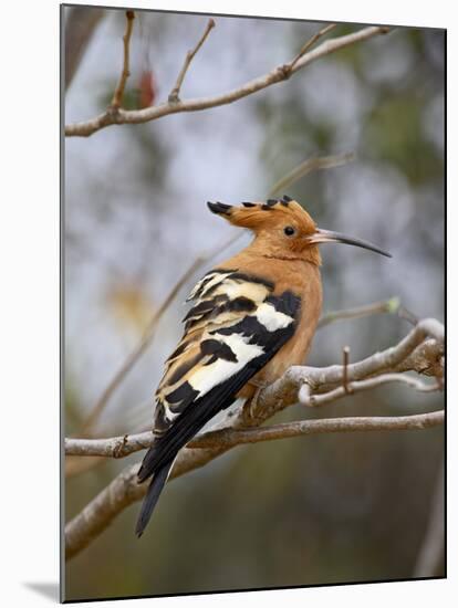 African Hoopoe, Kruger National Park, South Africa, Africa-James Hager-Mounted Photographic Print