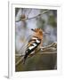 African Hoopoe, Kruger National Park, South Africa, Africa-James Hager-Framed Photographic Print