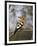 African Hoopoe, Kruger National Park, South Africa, Africa-James Hager-Framed Photographic Print