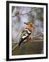 African Hoopoe, Kruger National Park, South Africa, Africa-James Hager-Framed Photographic Print