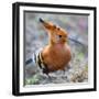 African hoopoe (Upupa africana), Arusha National Park, Tanzania, Africa-Panoramic Images-Framed Photographic Print