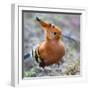 African hoopoe (Upupa africana), Arusha National Park, Tanzania, Africa-Panoramic Images-Framed Photographic Print