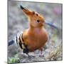 African hoopoe (Upupa africana), Arusha National Park, Tanzania, Africa-Panoramic Images-Mounted Photographic Print