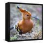African hoopoe (Upupa africana), Arusha National Park, Tanzania, Africa-Panoramic Images-Framed Stretched Canvas