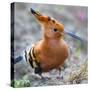 African hoopoe (Upupa africana), Arusha National Park, Tanzania, Africa-Panoramic Images-Stretched Canvas