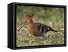 African Hoopoe (Upupa Africana), Pilanesberg National Park, South Africa, Africa-James Hager-Framed Stretched Canvas