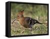 African Hoopoe (Upupa Africana), Pilanesberg National Park, South Africa, Africa-James Hager-Framed Stretched Canvas