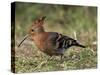 African Hoopoe (Upupa Africana), Pilanesberg National Park, South Africa, Africa-James Hager-Stretched Canvas