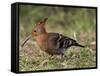 African Hoopoe (Upupa Africana), Pilanesberg National Park, South Africa, Africa-James Hager-Framed Stretched Canvas