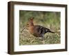 African Hoopoe (Upupa Africana), Pilanesberg National Park, South Africa, Africa-James Hager-Framed Photographic Print