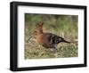 African Hoopoe (Upupa Africana), Pilanesberg National Park, South Africa, Africa-James Hager-Framed Photographic Print