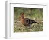 African Hoopoe (Upupa Africana), Pilanesberg National Park, South Africa, Africa-James Hager-Framed Photographic Print