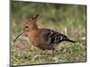 African Hoopoe (Upupa Africana), Pilanesberg National Park, South Africa, Africa-James Hager-Mounted Photographic Print