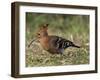 African Hoopoe (Upupa Africana), Pilanesberg National Park, South Africa, Africa-James Hager-Framed Photographic Print