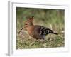 African Hoopoe (Upupa Africana), Pilanesberg National Park, South Africa, Africa-James Hager-Framed Photographic Print