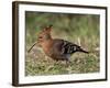 African Hoopoe (Upupa Africana), Pilanesberg National Park, South Africa, Africa-James Hager-Framed Photographic Print