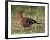 African Hoopoe (Upupa Africana), Pilanesberg National Park, South Africa, Africa-James Hager-Framed Photographic Print