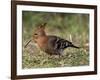 African Hoopoe (Upupa Africana), Pilanesberg National Park, South Africa, Africa-James Hager-Framed Photographic Print