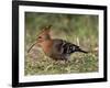 African Hoopoe (Upupa Africana), Pilanesberg National Park, South Africa, Africa-James Hager-Framed Photographic Print