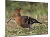 African Hoopoe (Upupa Africana), Pilanesberg National Park, South Africa, Africa-James Hager-Mounted Photographic Print