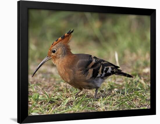 African Hoopoe (Upupa Africana), Pilanesberg National Park, South Africa, Africa-James Hager-Framed Photographic Print