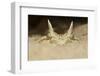 African Horned Viper (Cerastes Cerastes), Captive-Claudio Contreras-Framed Photographic Print