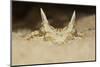 African Horned Viper (Cerastes Cerastes), Captive-Claudio Contreras-Mounted Photographic Print