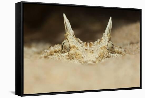 African Horned Viper (Cerastes Cerastes), Captive-Claudio Contreras-Framed Stretched Canvas