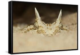 African Horned Viper (Cerastes Cerastes), Captive-Claudio Contreras-Framed Stretched Canvas